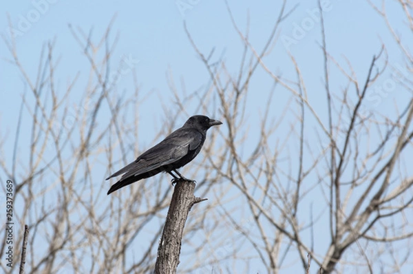 Fototapeta ワタリガラス