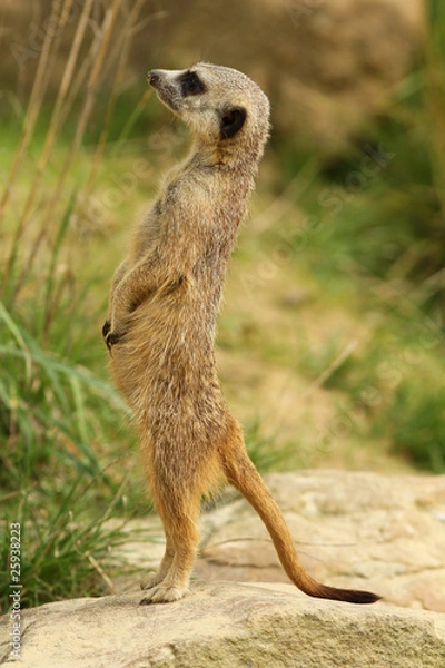 Obraz Meerkat standing on guard
