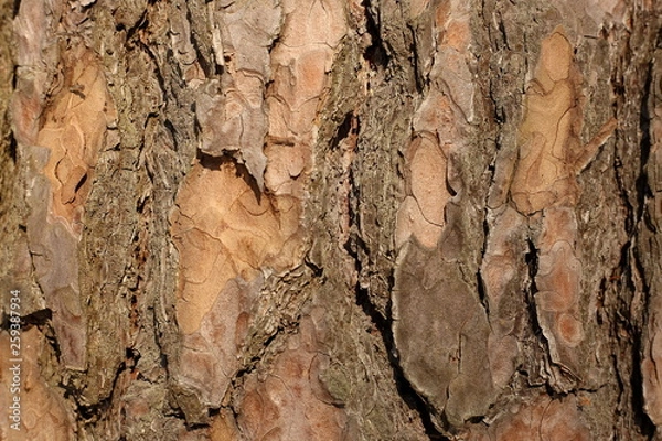 Obraz природа