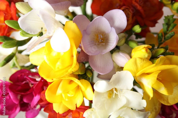 Obraz Bouquet of beautiful spring freesia flowers, closeup