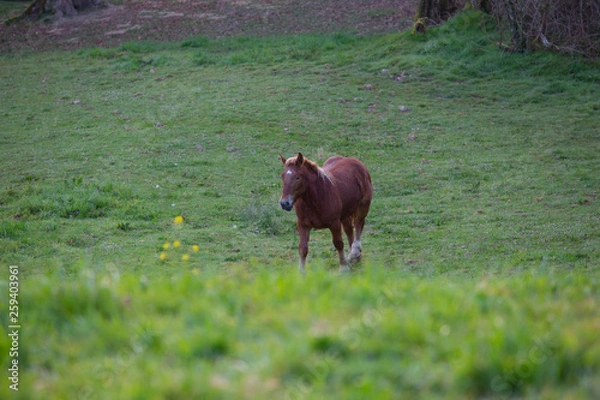 Obraz Cheval prairie