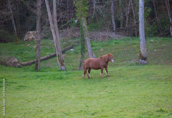 Obraz Cheval au Pays Basque