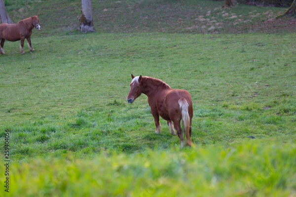 Obraz Cheval de trait