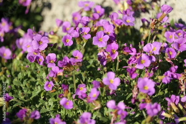 Fototapeta purple aubretia groundcover flower
