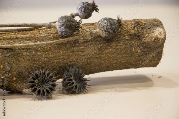 Fototapeta Poppy seeds on the trunk