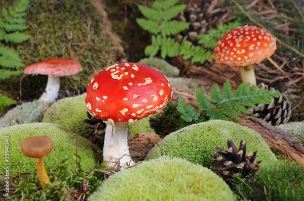 Obraz Amanita
