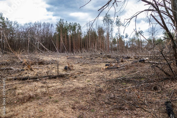 Fototapeta Pine forest after a fire, disaster, fire burned trees