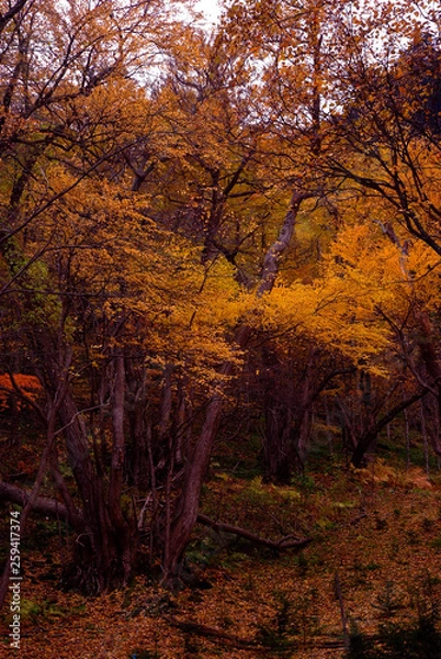 Obraz 北海道国道334号の紅葉