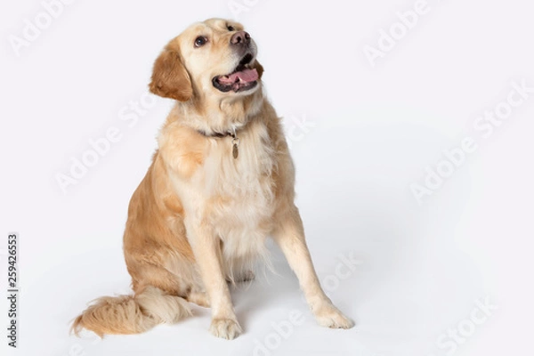 Fototapeta  Happy face golden retriever sitting and looking up on the white background