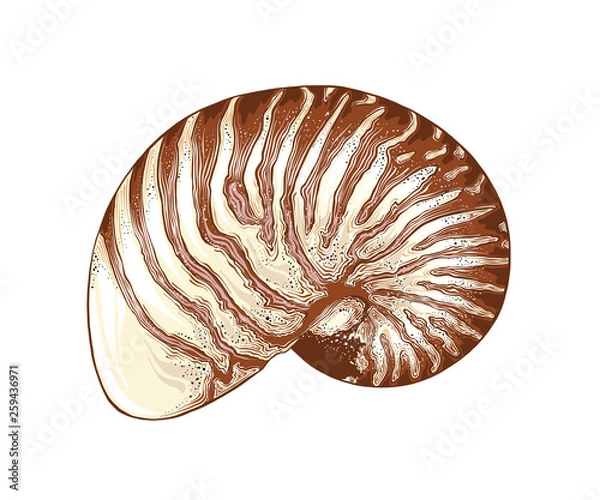 Fototapeta Hand drawn sketch of nautilus shell in color, isolated on white background. Detailed vintage style drawing. Vector illustration