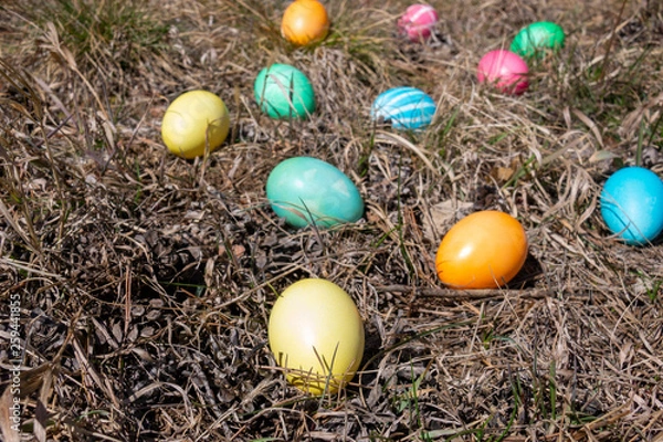 Obraz Easter decorated eggs in a forest on spring grass