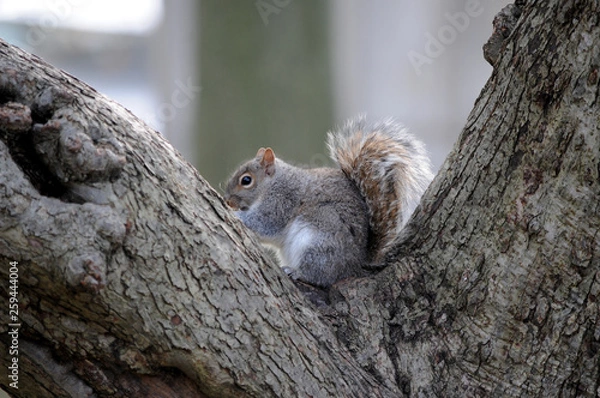 Fototapeta Sciurus vulgaris ft7112_3914 Scoiattolo Squirrel