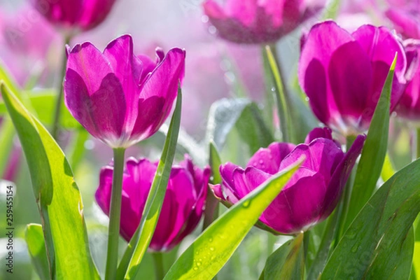 Fototapeta Tulip flower with green leaf background in tulip field at winter or spring day for postcard beauty decoration and agriculture concept design.