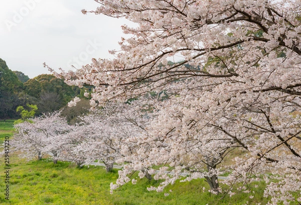 Obraz cherryblossoms