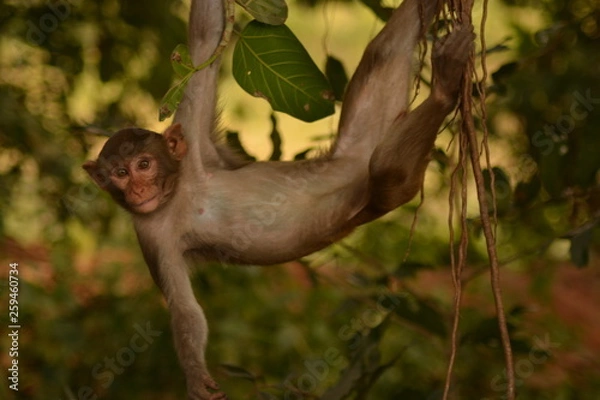 Obraz Hang Until Release