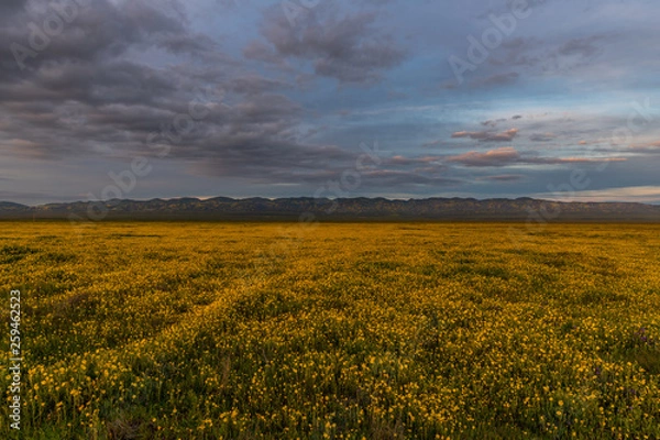 Fototapeta Wildflowers Super Bloom