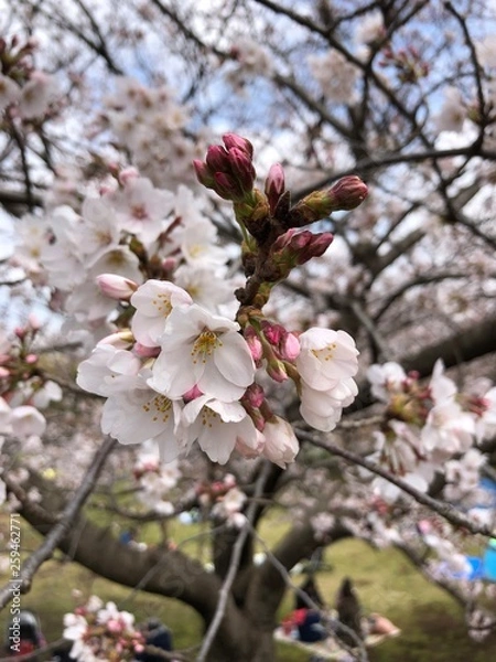Fototapeta 桜