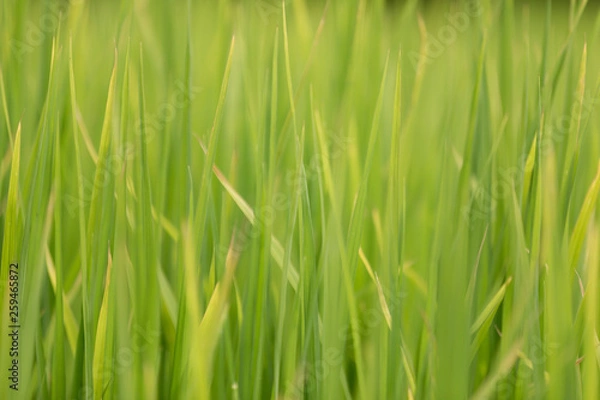 Obraz Green grass - reed