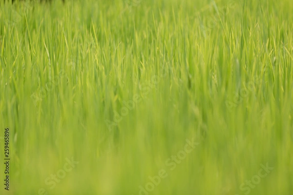 Obraz Green grass - reed