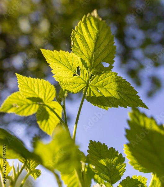 Fototapeta Leaves on raspberry branches in spring