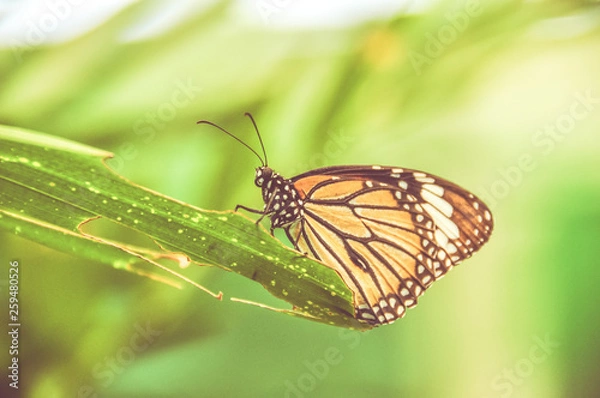 Obraz Monarch butterfly