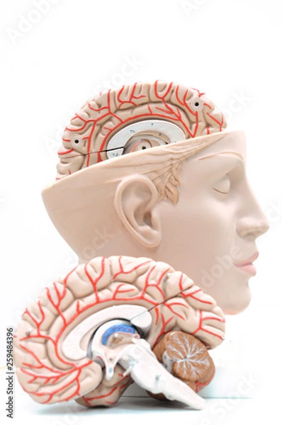 Obraz human brain anatomy model