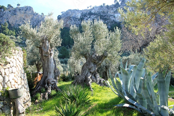 Obraz Garten mit Olivenbäumen