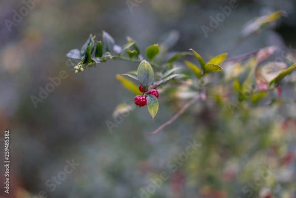 Fototapeta berries on a bush