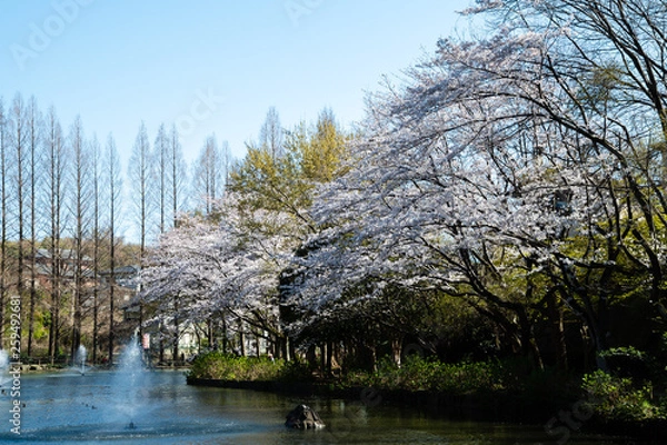 Obraz 桜の咲く公園（日本・千葉県鎌ケ谷市・貝柄山公園）
