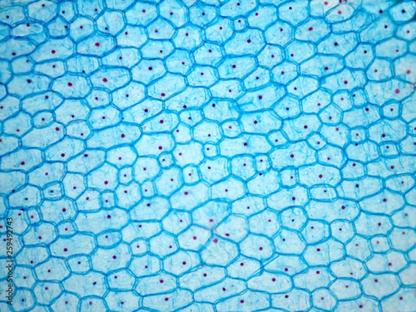 Obraz Onion epithelium.