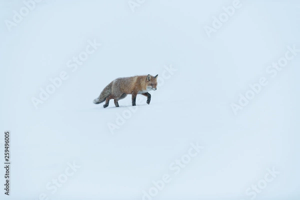 Obraz Walking wild fox in Lapland, Sweden, detached by snow in rough icy winter weather conditions, light snowfall