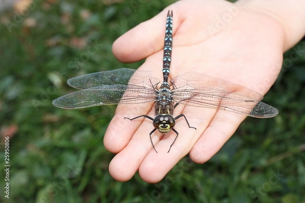 Obraz Большая стрекоза на детской руке