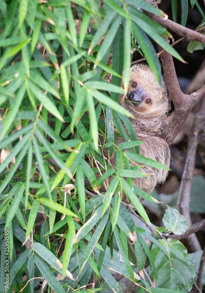 Obraz Cute Slough in Tree