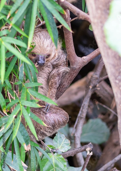 Obraz Slough in tree front shot