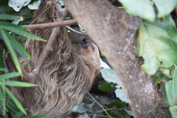 Obraz Slough in tree