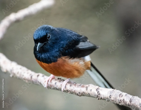 Obraz bird on a branch