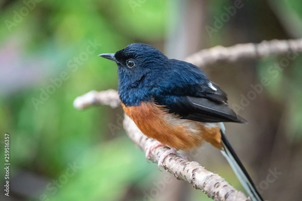 Obraz bird on a branch side looking