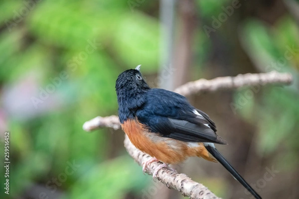 Obraz bird on a branch rear looking