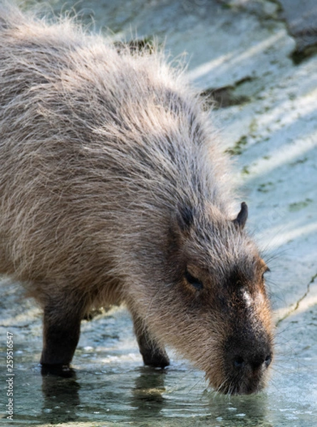 Obraz Capybara Drinking Front Quarter