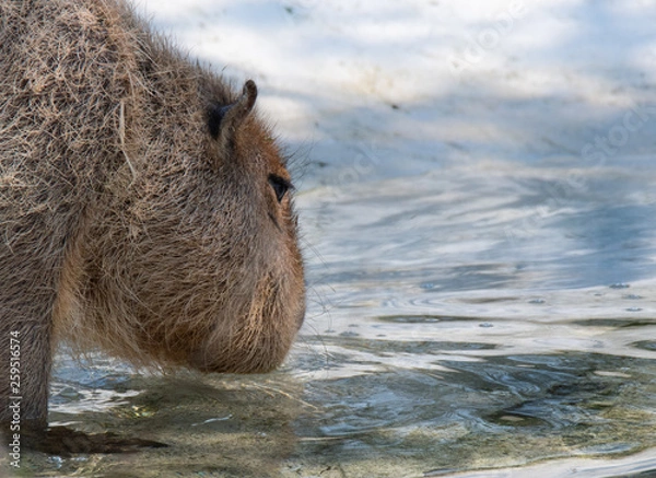Obraz Capybara drinking water headshot