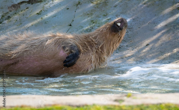 Obraz Capybara playing in water