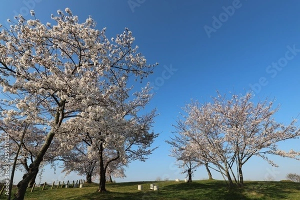 Fototapeta 馬見丘陵公園の春