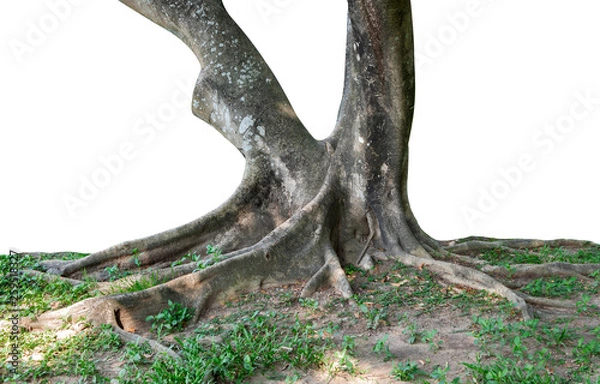 Obraz Trunk and big tree roots spreading out beautiful in the tropics. The concept of care and environmental protection.