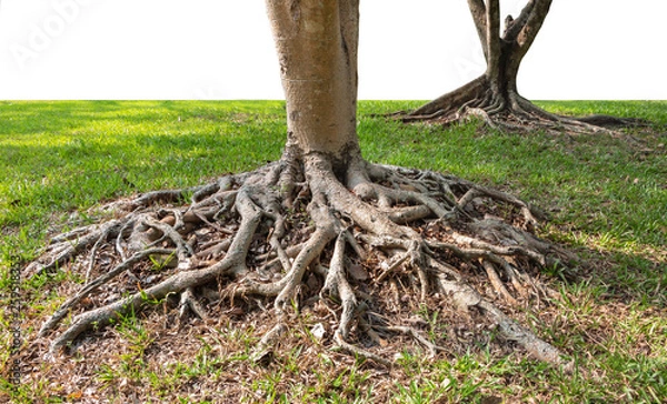 Obraz Trunk and big tree roots spreading out beautiful in the tropics. The concept of care and environmental protection.