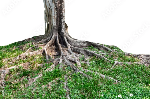 Obraz Trunk and big tree roots spreading out beautiful in the tropics. The concept of care and environmental protection.