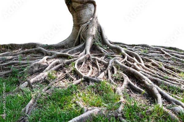 Obraz Trunk and big tree roots spreading out beautiful in the tropics. The concept of care and environmental protection.