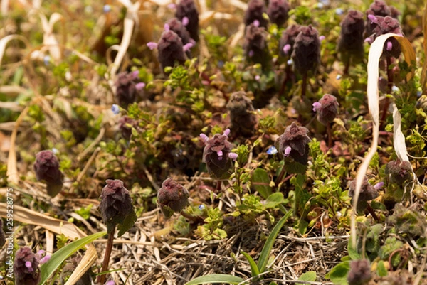 Fototapeta 可愛いヒメオドリコソウ