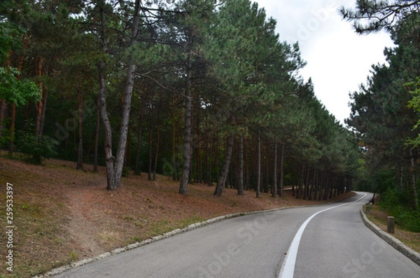 Fototapeta A winding asphalt road with a dividing strip going through pine forest