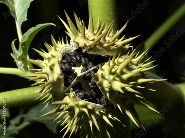 Obraz Datura