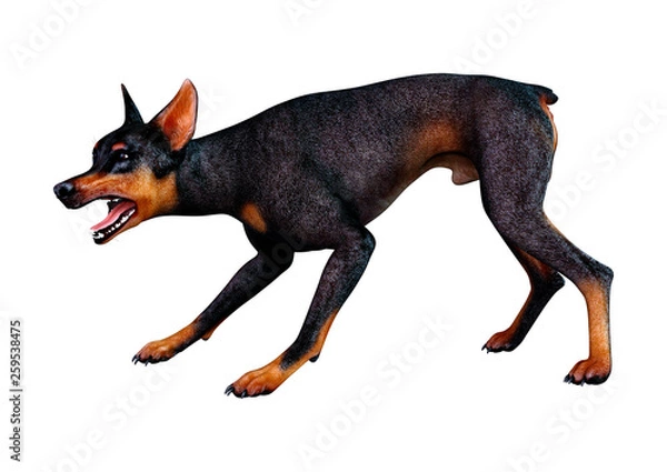 Fototapeta 3D Rendering Doberman Dog on White